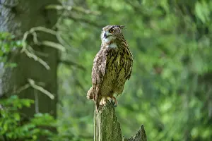 Eurasian eagle-owl (Bubo bubo)