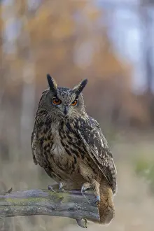 One Eurasian Eagle Owl, Bubo bubo