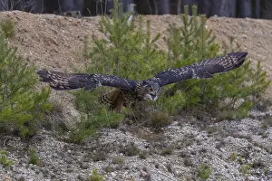 One Eurasian Eagle Owl, Bubo bubo