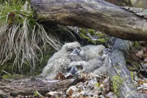 Eurasian eagle-owl (Bubo bubo)