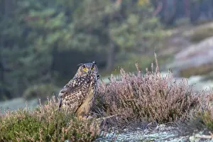 One Eurasian Eagle Owl, Bubo bubo