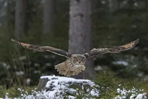 One Eurasian Eagle Owl, Bubo bubo