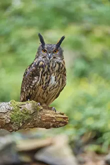 Eurasian eagle-owl (Bubo bubo)