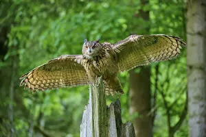 Eurasian eagle-owl (Bubo bubo)