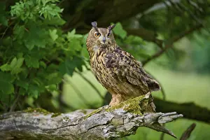Eurasian eagle-owl (Bubo bubo)