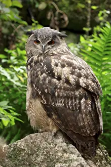 Eurasian Eagle Owl (Bubo bubo)