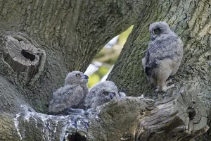 Eurasian eagle-owl (Bubo bubo)