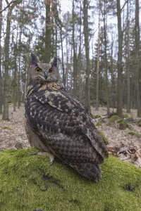 One Eurasian Eagle Owl, Bubo bubo
