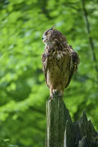Eurasian eagle-owl (Bubo bubo)