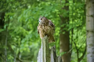 Eurasian eagle-owl (Bubo bubo)
