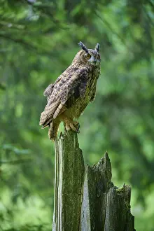 Eurasian eagle-owl (Bubo bubo)