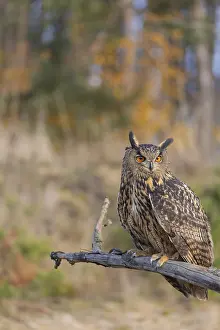 One Eurasian Eagle Owl, Bubo bubo