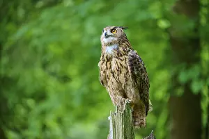 Eurasian eagle-owl (Bubo bubo)
