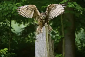 Eurasian eagle-owl (Bubo bubo)
