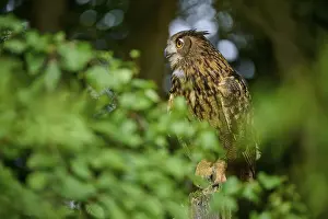 Eurasian eagle-owl (Bubo bubo)