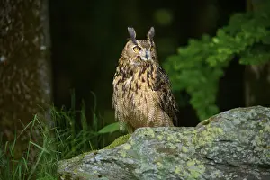 Eurasian eagle-owl (Bubo bubo)