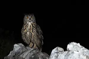Eurasian Eagle-Owl (Bubo bubo)