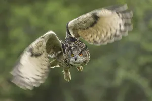 Eurasian Eagle-Owl (Bubo bubo)