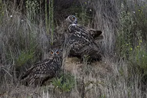 Eurasian Eagle-Owl (Bubo bubo)