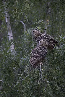 Eurasian Eagle-Owl (Bubo bubo)