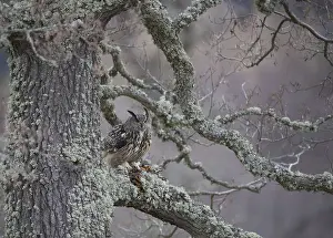 Eurasian Eagle Owl (Bubo bubo)