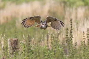 Eurasian eagle-owl (Bubo bubo)