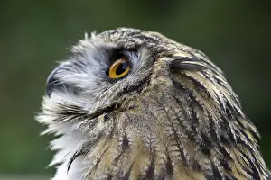 Eurasian Eagle-Owl (Bubo bubo)