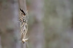 Eurasian eagle-owl (Bubo bubo)