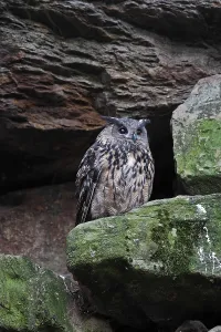 Eurasian eagle owl (Bubo bubo)