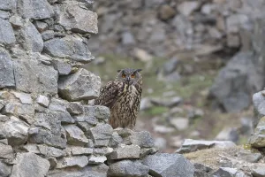 One Eurasian Eagle Owl, Bubo bubo