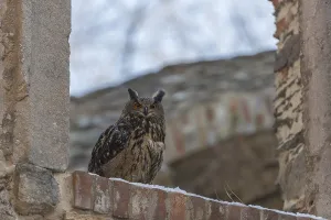 One Eurasian Eagle Owl, Bubo bubo