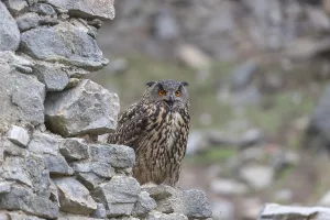 One Eurasian Eagle Owl, Bubo bubo
