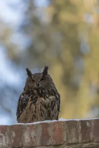 One Eurasian Eagle Owl, Bubo bubo