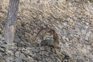 One Eurasian Eagle Owl, Bubo bubo