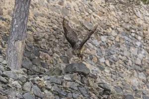 One Eurasian Eagle Owl, Bubo bubo