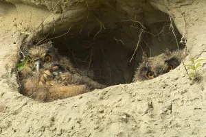 Eurasian eagle-owl (Bubo bubo)