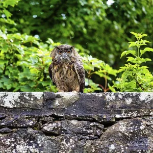 Eurasian eagle-owl (Bubo bubo)