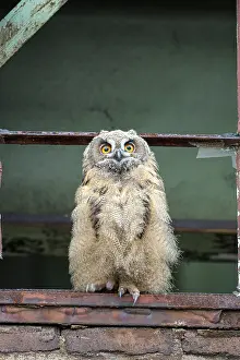 Eurasian eagle-owl (Bubo bubo)