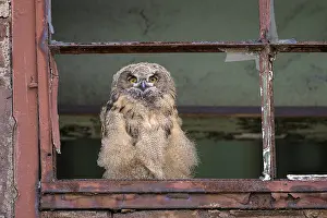 Eurasian eagle-owl (Bubo bubo)