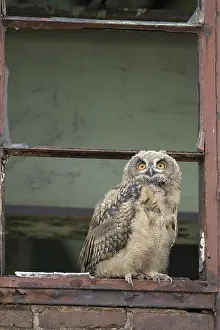 Eurasian eagle-owl (Bubo bubo)
