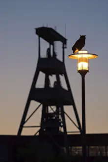 Eurasian eagle-owl (Bubo bubo)
