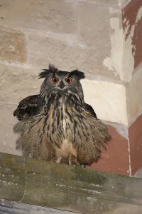 Eurasian eagle-owl (Bubo bubo)