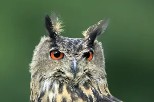 Eurasian Eagle-owl (Bubo bubo)