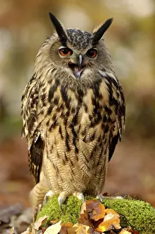 Category Wildlife DE Prints: Eurasian Eagle Owl (Bubo bubo)