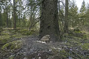 Eurasian eagle owl (Bubo bubo) chick
