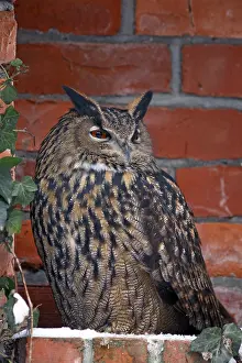 Eurasian Eagle-Owl (Bubo bubo) Eagle owl sitting in an alcove