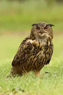 Eurasian Eagle-Owl (Bubo bubo) female