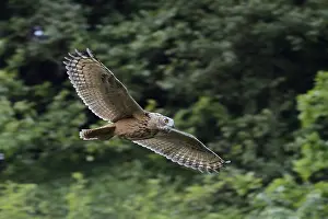 Eurasian Eagle-Owl (Bubo bubo) flying