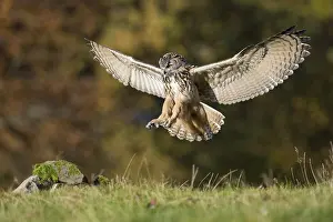 Eurasian Eagle-Owl (Bubo bubo) flying