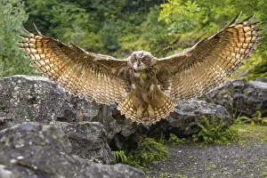 Eurasian Eagle-owl (bubo bubo) flying